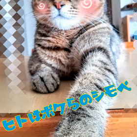 雨の朝 猫ってステキ♪の画像