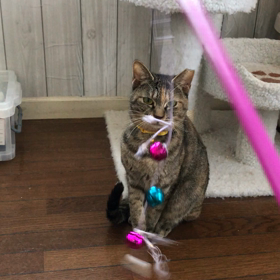 明日からトライアルのリスちゃんの画像