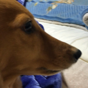 ウイルてんかん 2度目の画像