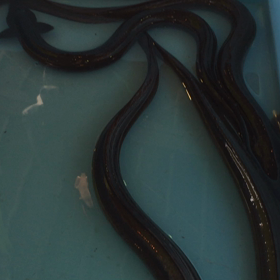 沿岸と外海底引き網のみ！の画像