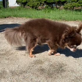 ふふふっの画像