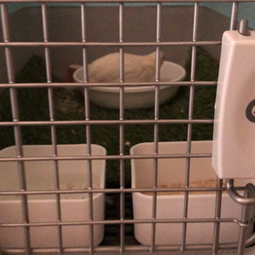 ヒメウズラの画像