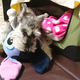 おやすみなさいの画像