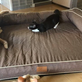 おてんば明ちゃんの画像