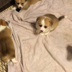 コーギーbabyの画像