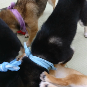 ★ かわいい&迫力満点なわんぷろ ★の画像