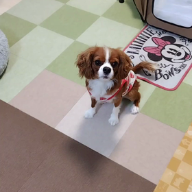 そら君の新技の画像