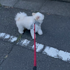 強情たんたんの画像