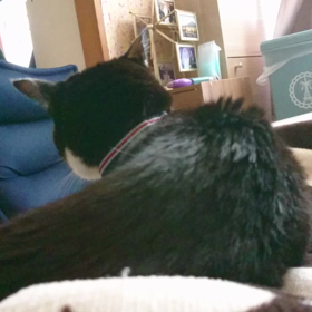 『旅猫リポート』の画像