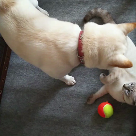 仲良しかな？柴犬ななと猫のもかの画像