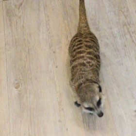 ミーアキャットの大冒険の画像