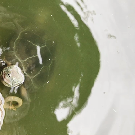 釣りでの出会いの画像