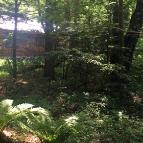 マグノリアの野鳥の画像