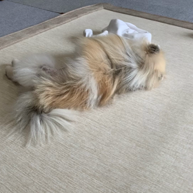 セブンくんの夢。の画像