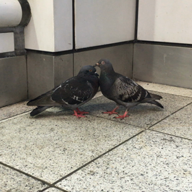 青葉台駅のラブラブな鳩の画像