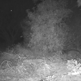 すぎぴたんの事件簿シーズン3　439話（気になるハクビシン！ｷｮﾛ( ｢･ω･ )ｷｮﾛ）の画像