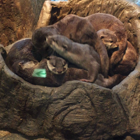 まだまだ、引っ張ります。の画像