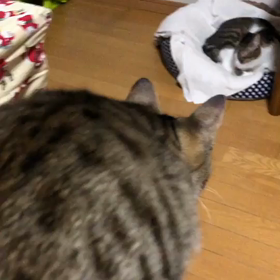 疲れたけど、帰宅が遅かったついでに見れるかなぁ…の画像