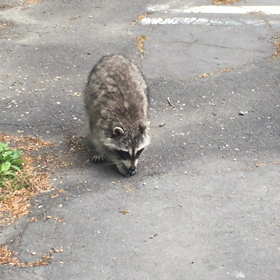 野生動物(^-^)の画像