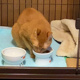 お家ご飯の画像