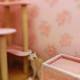 猫カフェムービー18  マリーナホップの画像