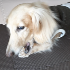 あんずさん良くなってきたら食欲旺盛(笑)の画像