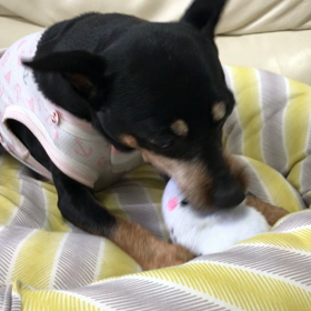 元気に遊んでます！の画像