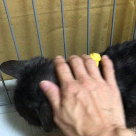 ダディも元気ですの画像