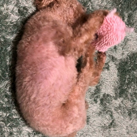 今日のるっちゃんの画像