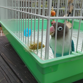 飼い主さんとお庭で寛ぐよの画像