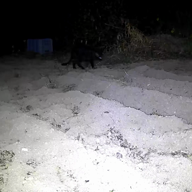 すぎぴたんの事件簿　シーズン２　１８９話（くるぅ～、きっと、くるぅ～黒(=^・^=)）の画像