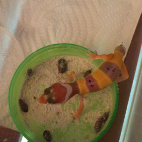 4/9生まれのレオパ ドーちゃん！デュビアを食べるっの画像