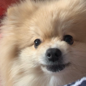 コタツ最高の画像