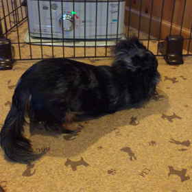 ん〜〜ワンコ心は難しいのだ！の画像