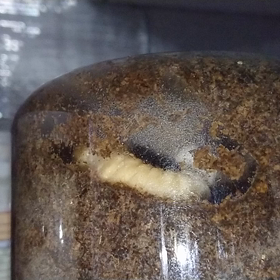 急遽退院と蛹になるのですか？の画像