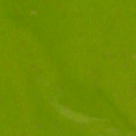 ミジンコの画像