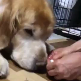 がっちゃ～ん2の画像