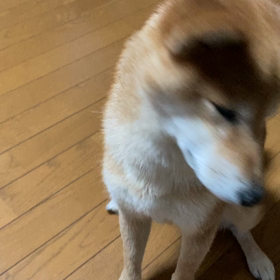 柴犬みなとくん♪の画像