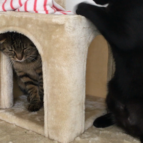 追い出しの画像