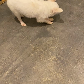 リリちゃんとサイダーの画像