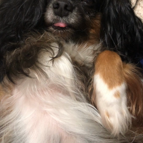 寝そうなんだけど･･･の画像