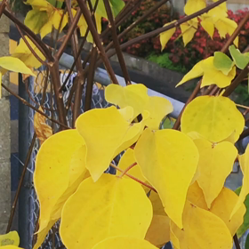 隠れんぼの画像