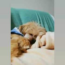 すやすやタピ君♪の画像