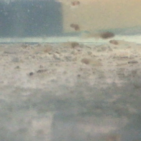 RRE.A ドイツイエロー  産仔の画像