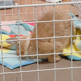 久々のルナの画像