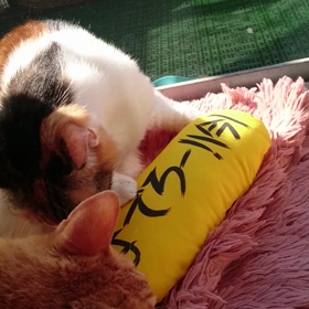 プレゼントの画像