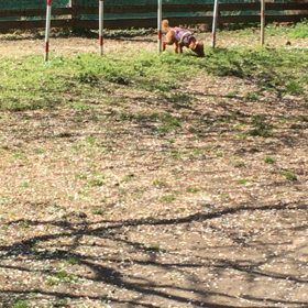 初体験ドッグカフェ＆ドッグランの画像