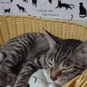 我が家のネコさんズ366の画像