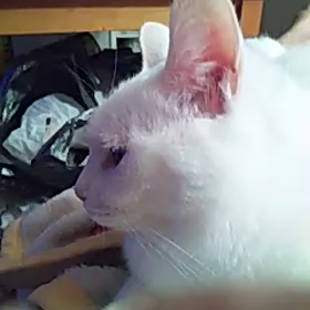 a15    マッサージの画像