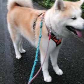 今朝は珍しく頑張りました‼️の画像